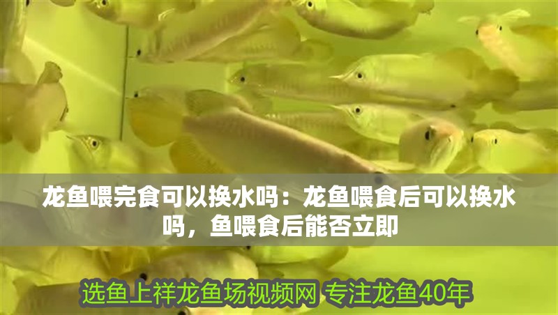 龍魚喂完食可以換水嗎：龍魚喂食后可以換水嗎，魚喂食后能否立即 龍魚喂完食可以換水嗎：龍魚喂食后可以換水嗎，魚喂食后能否立即 水族問答