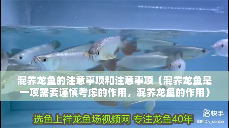 混養龍魚的注意事項和注意事項（混養龍魚是一項需要謹慎考慮的作用，混養龍魚的作用）