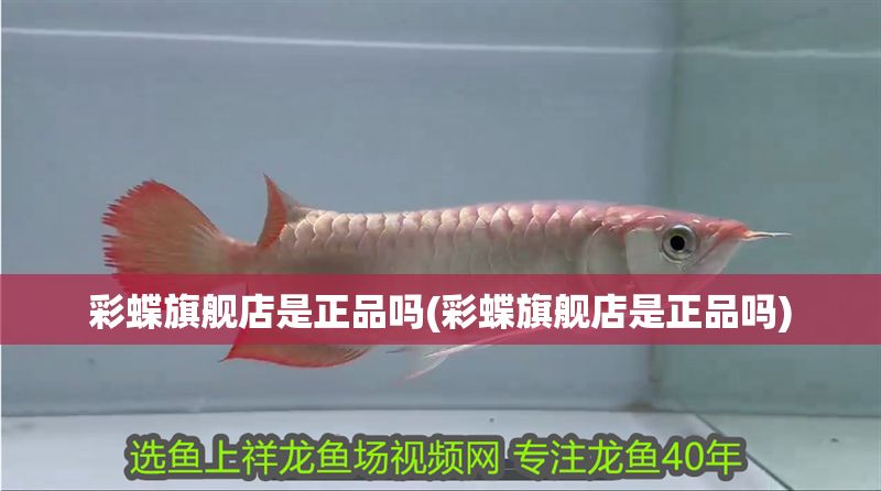 彩蝶旗艦店是正品嗎(彩蝶旗艦店是正品嗎)