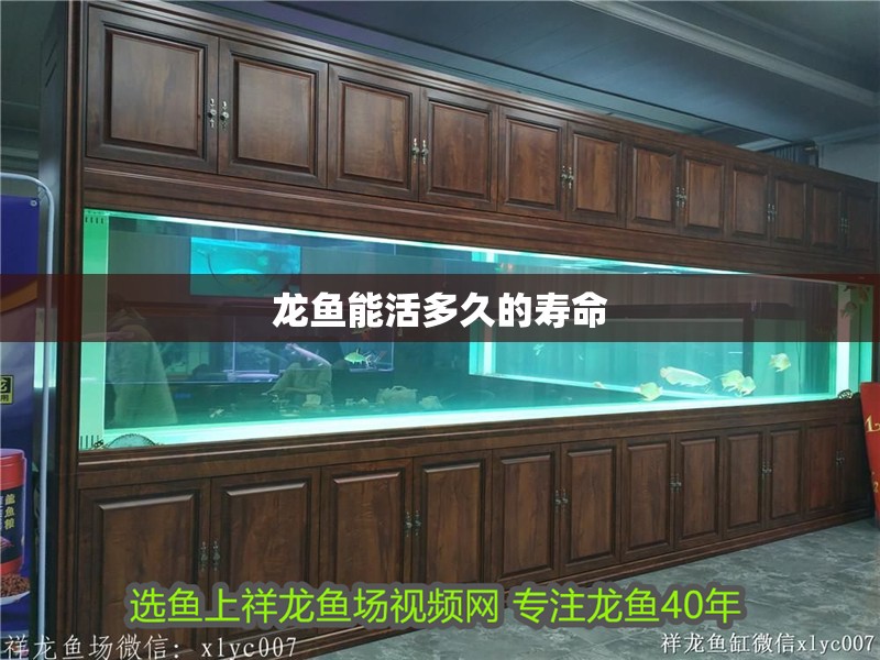 龍魚能活多久的壽命 龍魚百科 第2張 龍魚能活多久的壽命 龍魚能活多久的壽命 龍魚百科 第2張