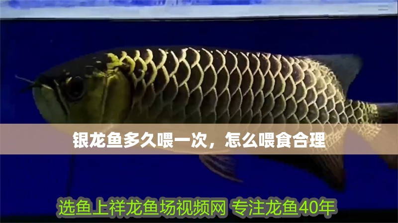銀龍魚多久喂一次，怎么喂食合理