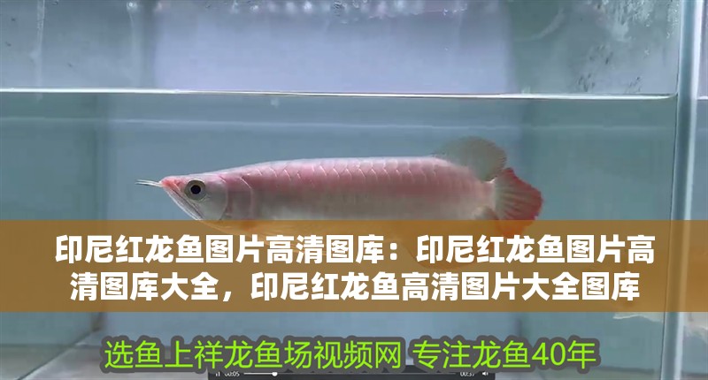 印尼紅龍魚圖片高清圖庫：印尼紅龍魚圖片高清圖庫大全，印尼紅龍魚高清圖片大全圖庫 印尼紅龍魚圖片高清圖庫：印尼紅龍魚圖片高清圖庫大全，印尼紅龍魚高清圖片大全圖庫 水族問答