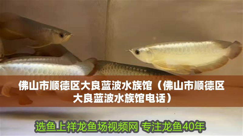 佛山市順德區(qū)大良藍(lán)波水族館（佛山市順德區(qū)大良藍(lán)波水族館電話） 佛山市順德區(qū)大良藍(lán)波水族館（佛山市順德區(qū)大良藍(lán)波水族館電話） 全國(guó)水族館企業(yè)名錄 第2張