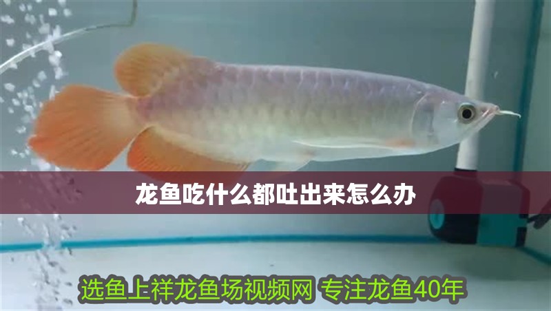 龍魚吃什么都吐出來怎么辦 龍魚吃什么都吐出來怎么辦 龍魚百科 第4張