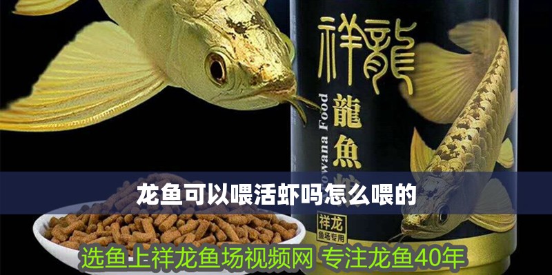 龍魚(yú)可以喂活蝦嗎怎么喂的 龍魚(yú)可以喂活蝦嗎怎么喂的 龍魚(yú)百科 第2張