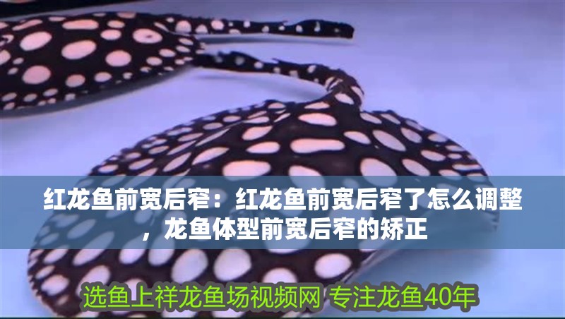 紅龍魚前寬后窄：紅龍魚前寬后窄了怎么調整，龍魚體型前寬后窄的矯正