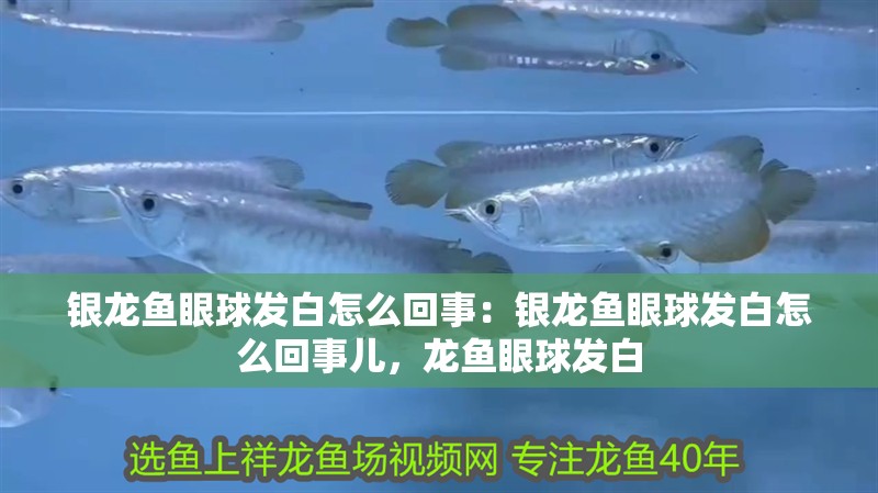 銀龍魚眼球發白怎么回事：銀龍魚眼球發白怎么回事兒，龍魚眼球發白
