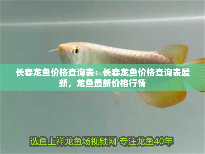 長春龍魚價格查詢表：長春龍魚價格查詢表最新，龍魚最新價格行情
