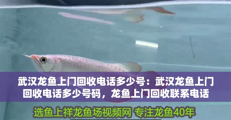 武漢龍魚上門回收電話多少號：武漢龍魚上門回收電話多少號碼，龍魚上門回收聯系電話