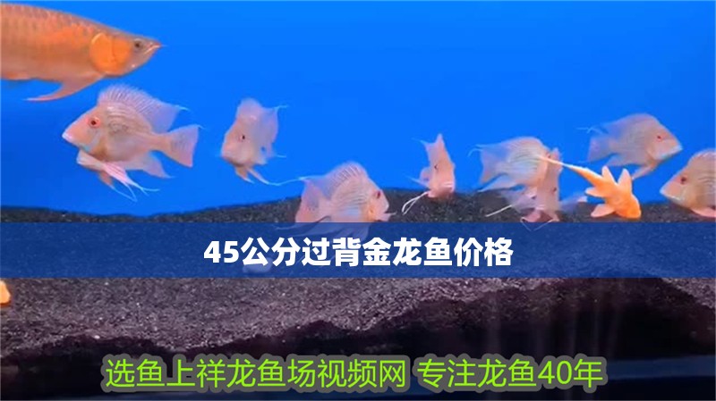 45公分過背金龍魚價格 45公分過背金龍魚價格 龍魚百科 第4張
