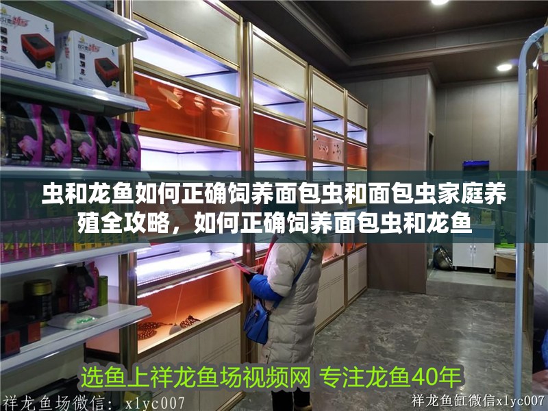 蟲和龍魚如何正確飼養面包蟲和面包蟲家庭養殖全攻略，如何正確飼養面包蟲和龍魚