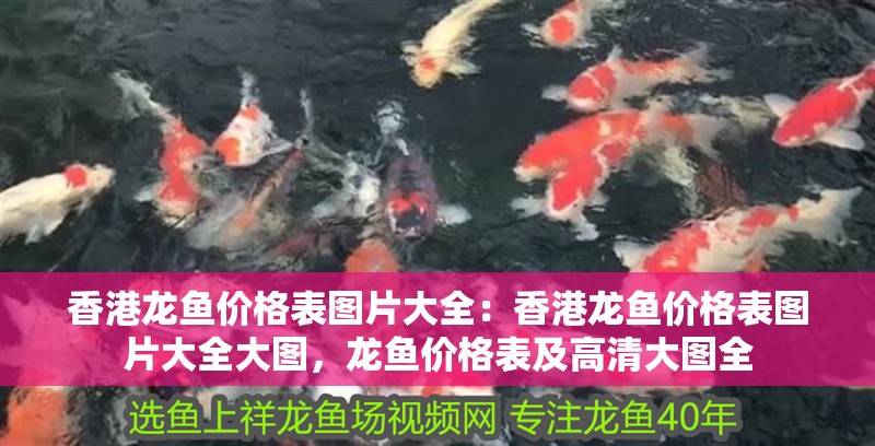 香港龍魚價格表圖片大全：香港龍魚價格表圖片大全大圖，龍魚價格表及高清大圖全