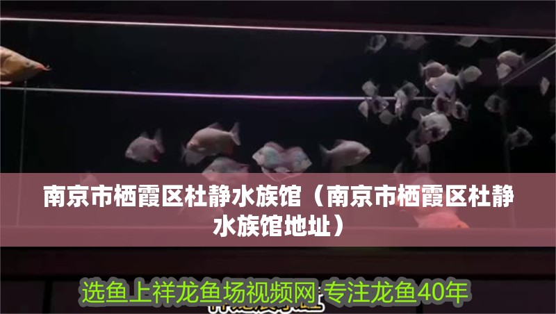 南京市棲霞區杜靜水族館（南京市棲霞區杜靜水族館地址） 南京市棲霞區杜靜水族館（南京市棲霞區杜靜水族館地址） 全國水族館企業名錄 第2張