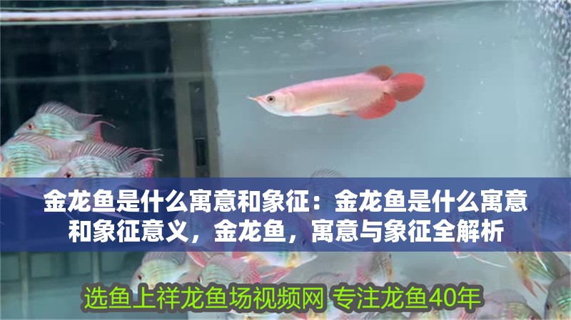 金龍魚是什么寓意和象征：金龍魚是什么寓意和象征意義，金龍魚，寓意與象征全解析