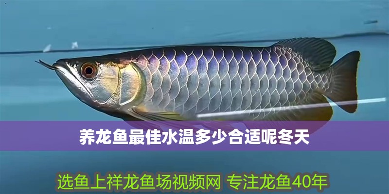 養龍魚最佳水溫多少合適呢冬天 養龍魚最佳水溫多少合適呢冬天 龍魚百科 第4張