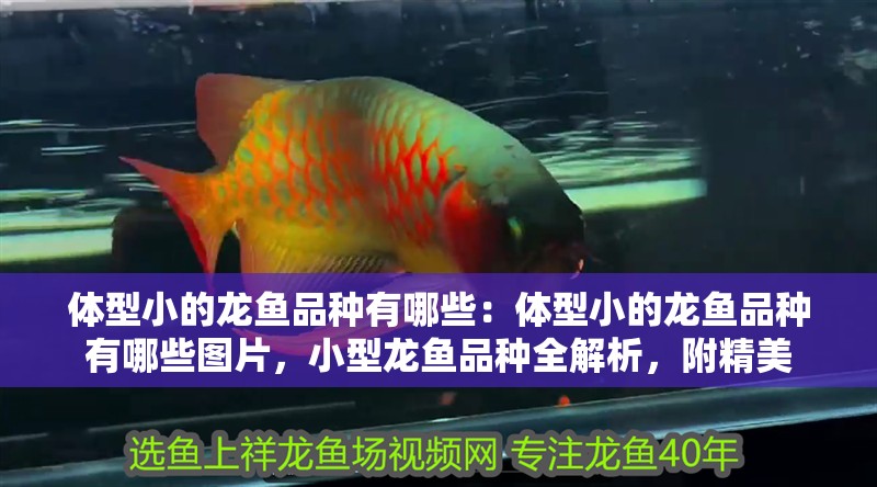 體型小的龍魚品種有哪些：體型小的龍魚品種有哪些圖片，小型龍魚品種全解析，附精美