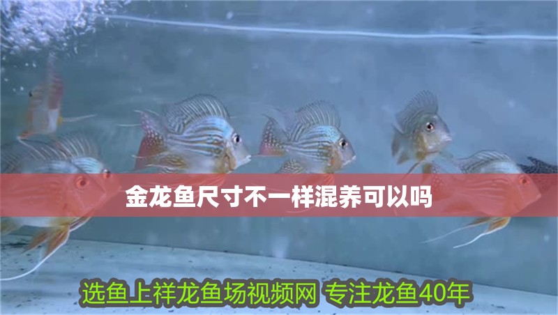 金龍魚尺寸不一樣混養(yǎng)可以嗎 金龍魚尺寸不一樣混養(yǎng)可以嗎 龍魚百科 第4張