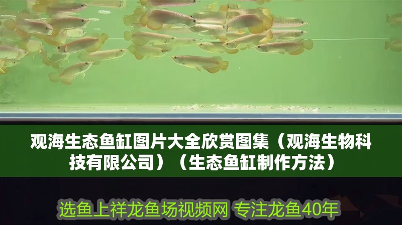 觀海生態魚缸圖片大全欣賞圖集（觀海生物科技有限公司）（生態魚缸制作方法）