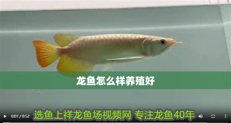 龍魚怎么樣養(yǎng)殖好 龍魚怎么樣養(yǎng)殖好 龍魚百科 第4張
