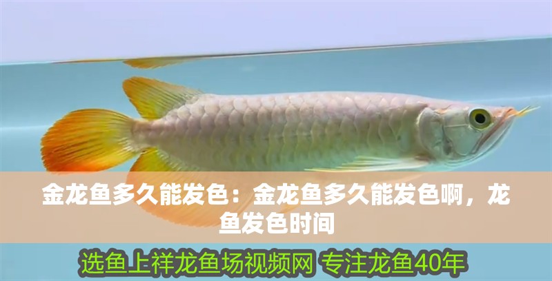 金龍魚多久能發色：金龍魚多久能發色啊，龍魚發色時間