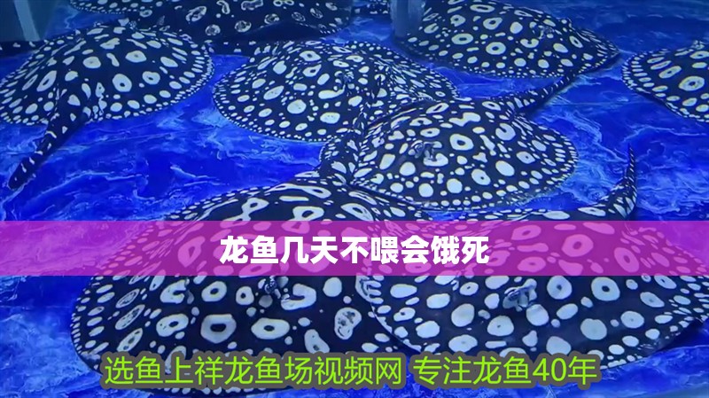 龍魚幾天不喂會餓死 龍魚幾天不喂會餓死 龍魚百科 第4張