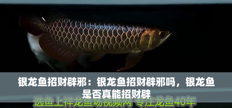 銀龍魚招財(cái)辟邪：銀龍魚招財(cái)辟邪嗎，銀龍魚是否真能招財(cái)辟 銀龍魚招財(cái)辟邪：銀龍魚招財(cái)辟邪嗎，銀龍魚是否真能招財(cái)辟 水族問(wèn)答