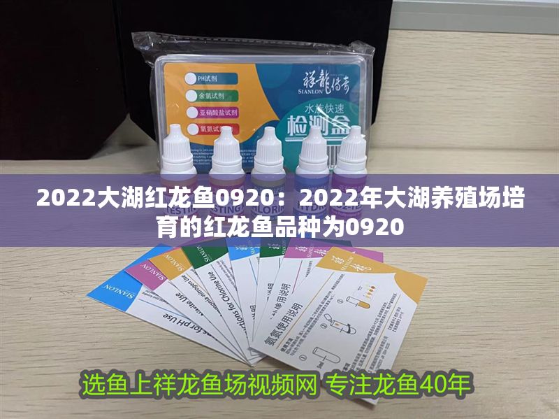 2022大湖紅龍魚0920：2022年大湖養殖場培育的紅龍魚品種為0920