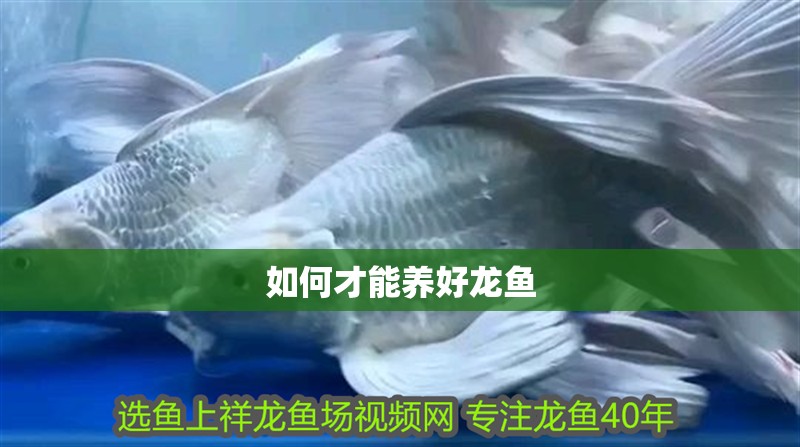 如何才能養(yǎng)好龍魚 如何才能養(yǎng)好龍魚 龍魚百科