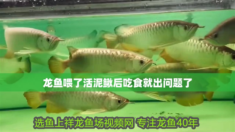 龍魚喂了活泥鰍后吃食就出問(wèn)題了