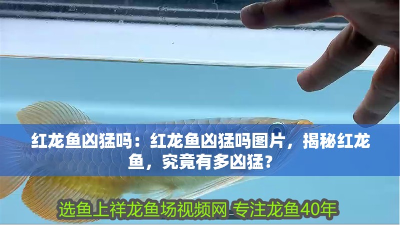 紅龍魚兇猛嗎:紅龍魚兇猛嗎圖片,揭秘紅龍魚,究竟有多兇猛? 水族問答 紅龍魚兇猛嗎:紅龍魚兇猛嗎圖片,揭秘紅龍魚,究竟有多兇猛? 紅龍魚兇猛嗎:紅龍魚兇猛嗎圖片,揭秘紅龍魚,究竟有多兇猛? 水族問答