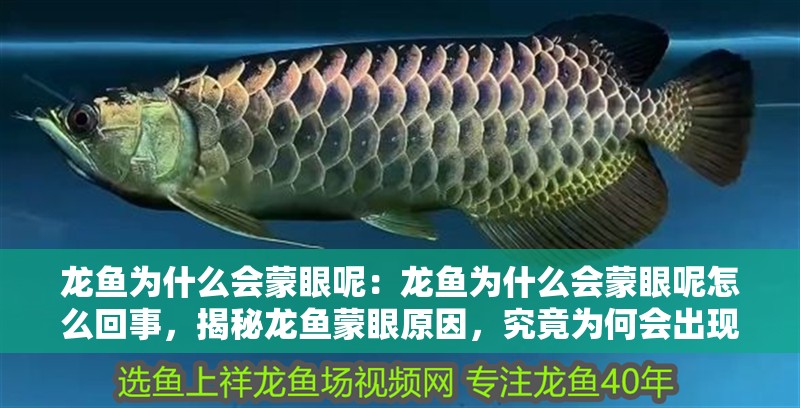 龍魚為什么會蒙眼呢：龍魚為什么會蒙眼呢怎么回事，揭秘龍魚蒙眼原因，究竟為何會出現此狀況？