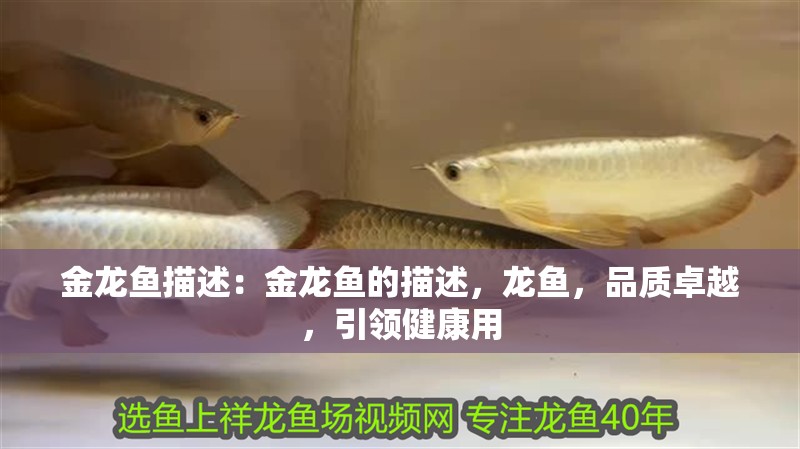 金龍魚描述：金龍魚的描述，龍魚，品質卓越，引領健康用