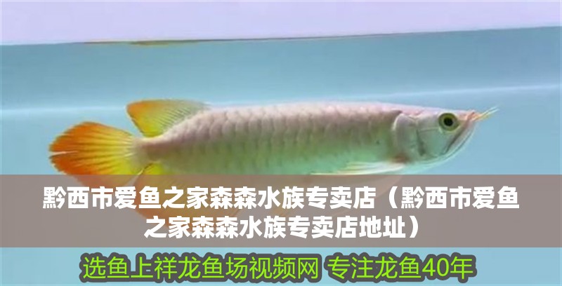 黔西市愛魚之家森森水族專賣店（黔西市愛魚之家森森水族專賣店地址）