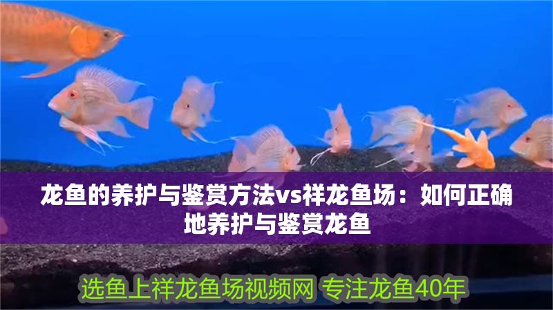 龍魚的養護與鑒賞方法vs祥龍魚場：如何正確地養護與鑒賞龍魚