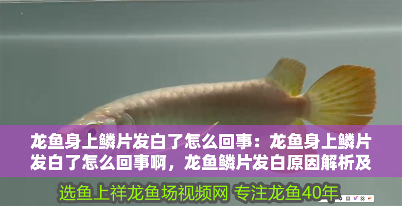 龍魚身上鱗片發(fā)白了怎么回事：龍魚身上鱗片發(fā)白了怎么回事啊，龍魚鱗片發(fā)白原因解析及應(yīng)對