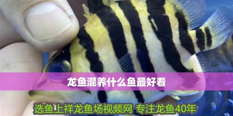 龍魚混養什么魚最好看