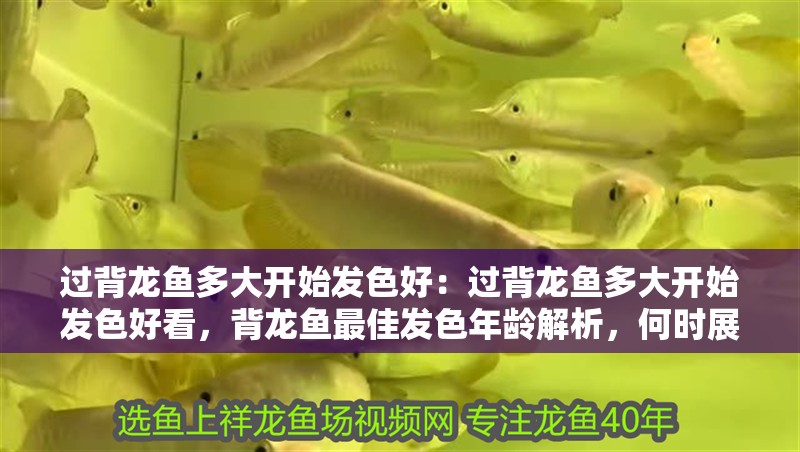 過背龍魚多大開始發色好：過背龍魚多大開始發色好看，背龍魚最佳發色年齡解析，何時展現絢麗色彩？