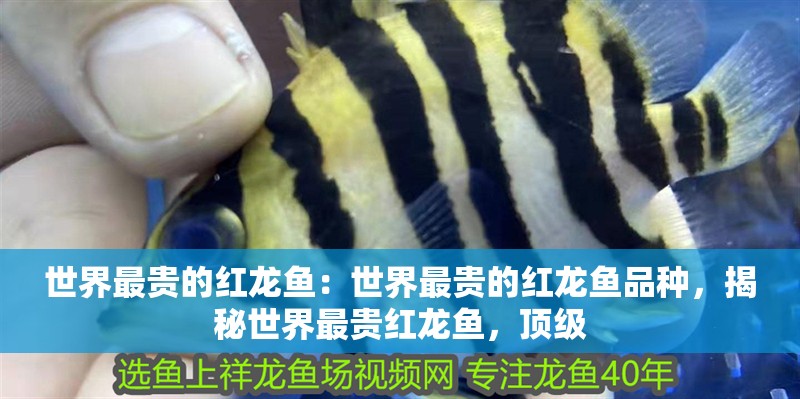 世界最貴的紅龍魚：世界最貴的紅龍魚品種，揭秘世界最貴紅龍魚，頂級