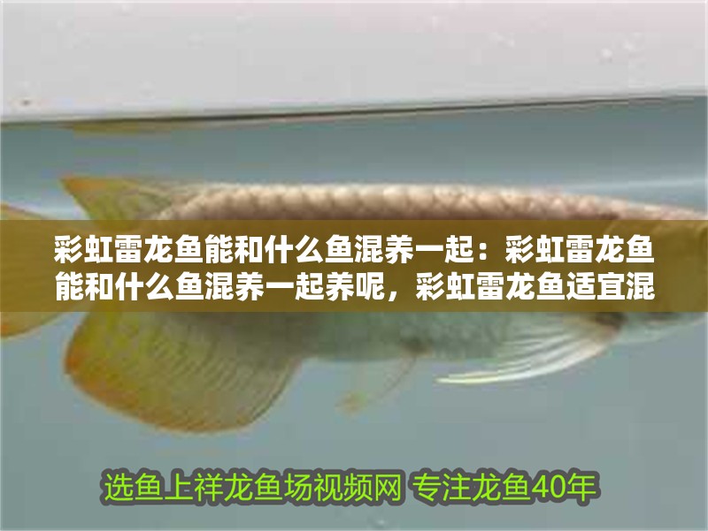 彩虹雷龍魚能和什么魚混養一起：彩虹雷龍魚能和什么魚混養一起養呢，彩虹雷龍魚適宜混養的魚類