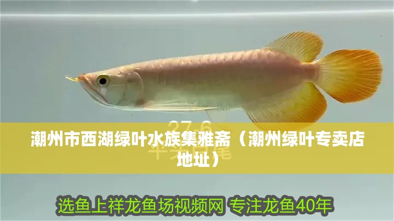 潮州市西湖綠葉水族集雅齋(潮州綠葉專賣店地址) 全國(guó)水族館企業(yè)名錄 第2張 潮州市西湖綠葉水族集雅齋(潮州綠葉專賣店地址) 潮州市西湖綠葉水族集雅齋(潮州綠葉專賣店地址) 全國(guó)水族館企業(yè)名錄 第2張