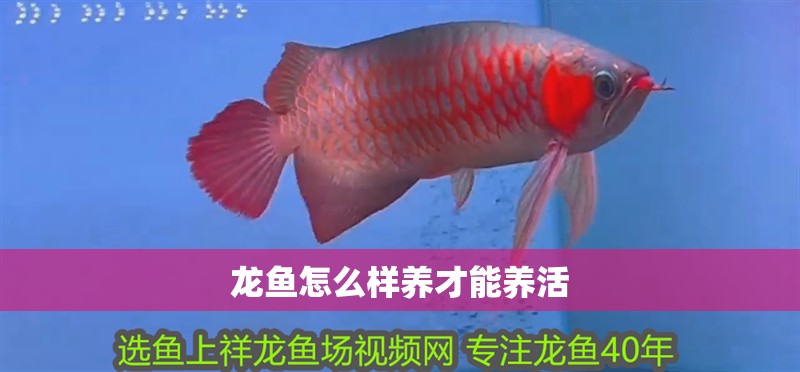 龍魚怎么樣養才能養活