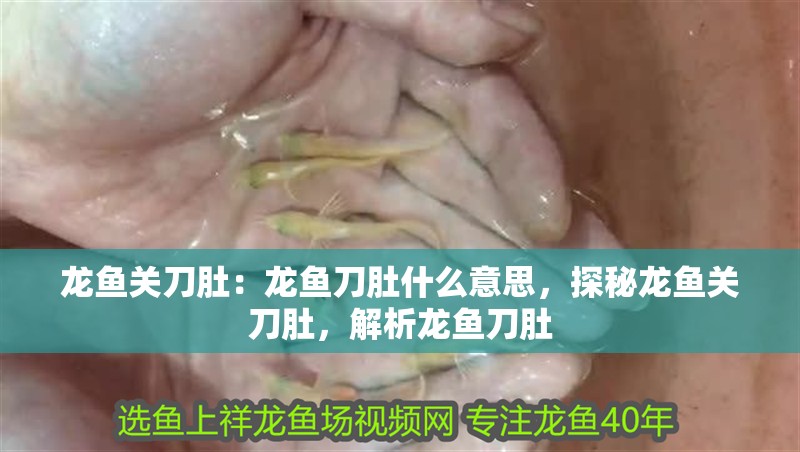 龍魚關刀肚：龍魚刀肚什么意思，探秘龍魚關刀肚，解析龍魚刀肚