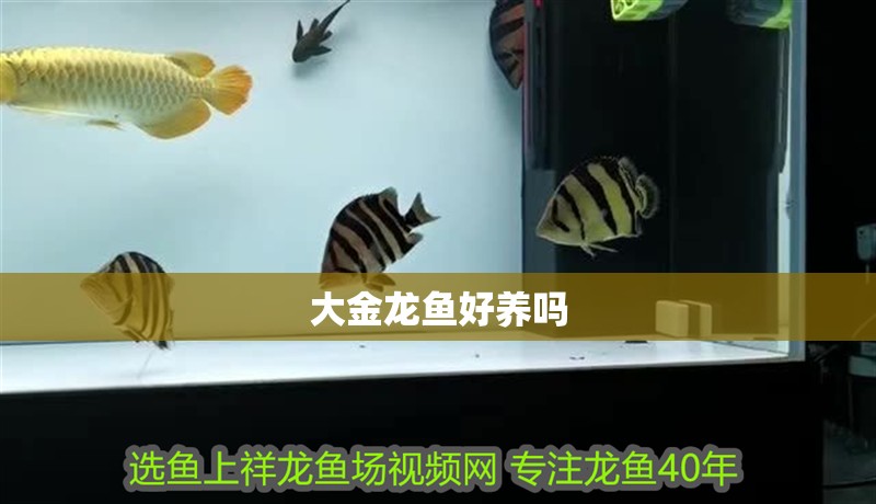 大金龍魚好養(yǎng)嗎
