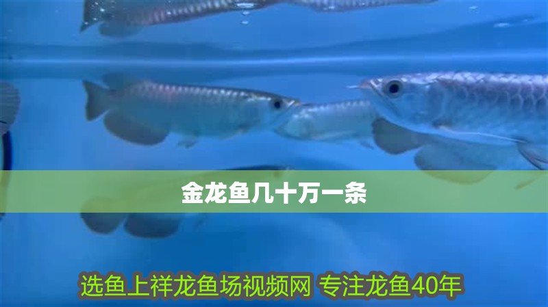 金龍魚幾十萬一條
