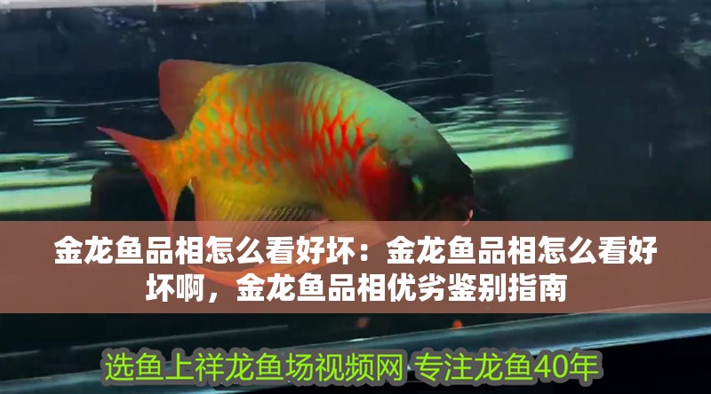 金龍魚品相怎么看好壞：金龍魚品相怎么看好壞啊，金龍魚品相優劣鑒別指南
