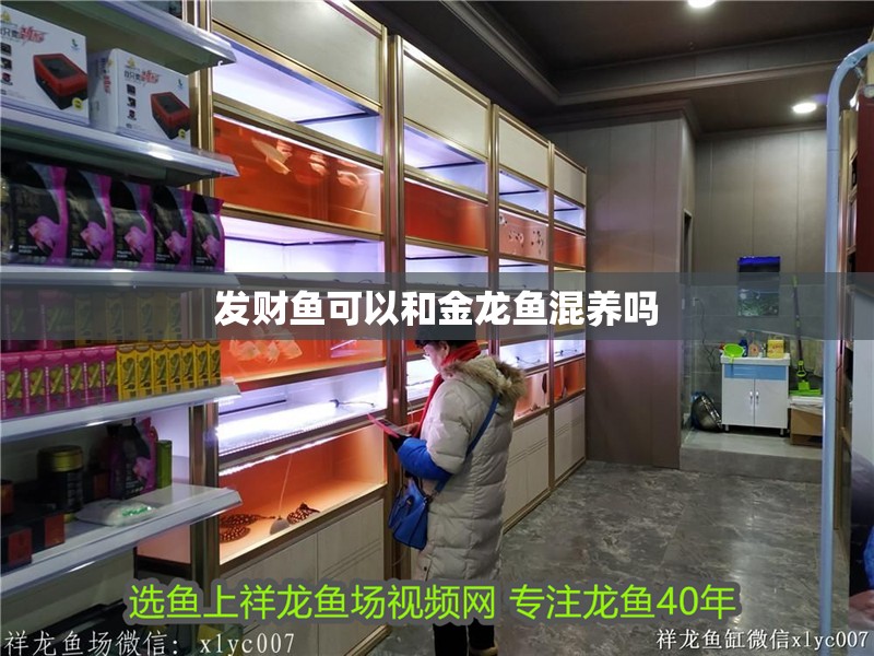 發財魚可以和金龍魚混養嗎