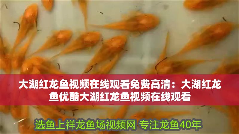 大湖紅龍魚視頻在線觀看免費高清：大湖紅龍魚優酷大湖紅龍魚視頻在線觀看