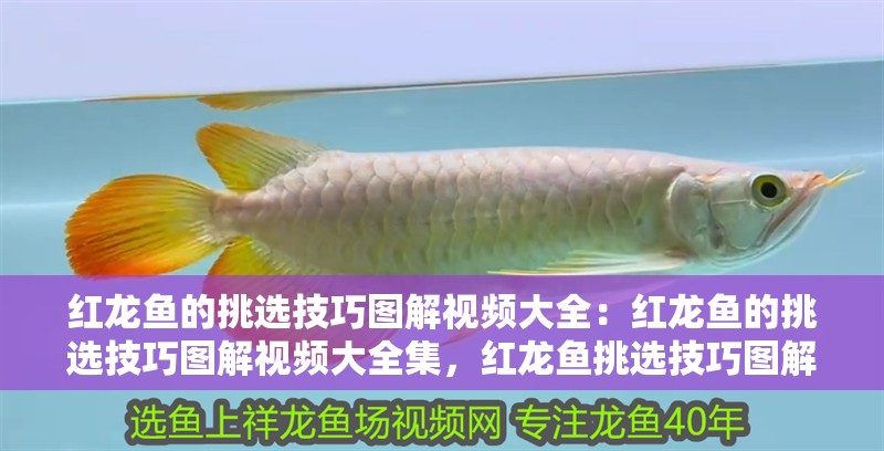 紅龍魚的挑選技巧圖解視頻大全：紅龍魚的挑選技巧圖解視頻大全集，紅龍魚挑選技巧圖解視頻大