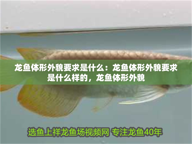 龍魚(yú)體形外貌要求是什么：龍魚(yú)體形外貌要求是什么樣的，龍魚(yú)體形外貌 龍魚(yú)體形外貌要求是什么：龍魚(yú)體形外貌要求是什么樣的，龍魚(yú)體形外貌 水族問(wèn)答