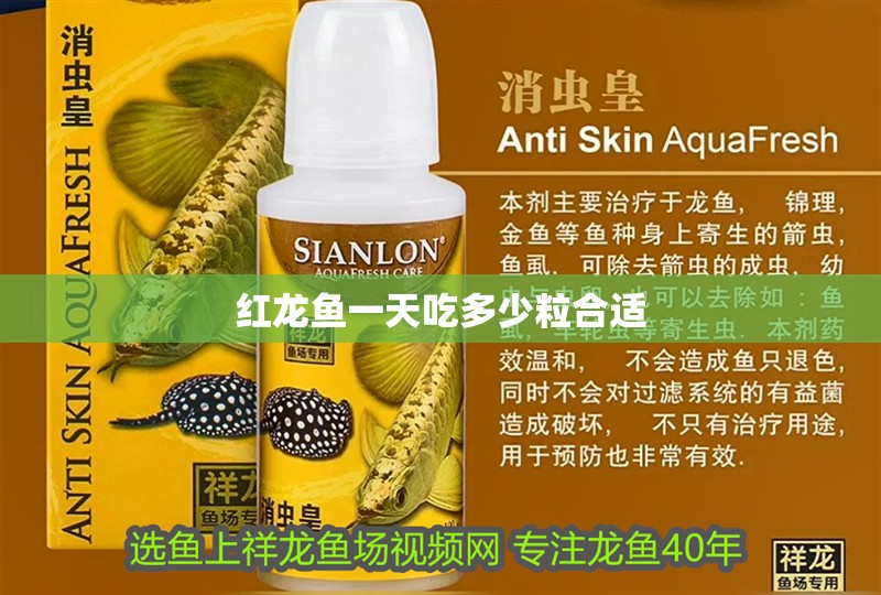 紅龍魚一天吃多少粒合適